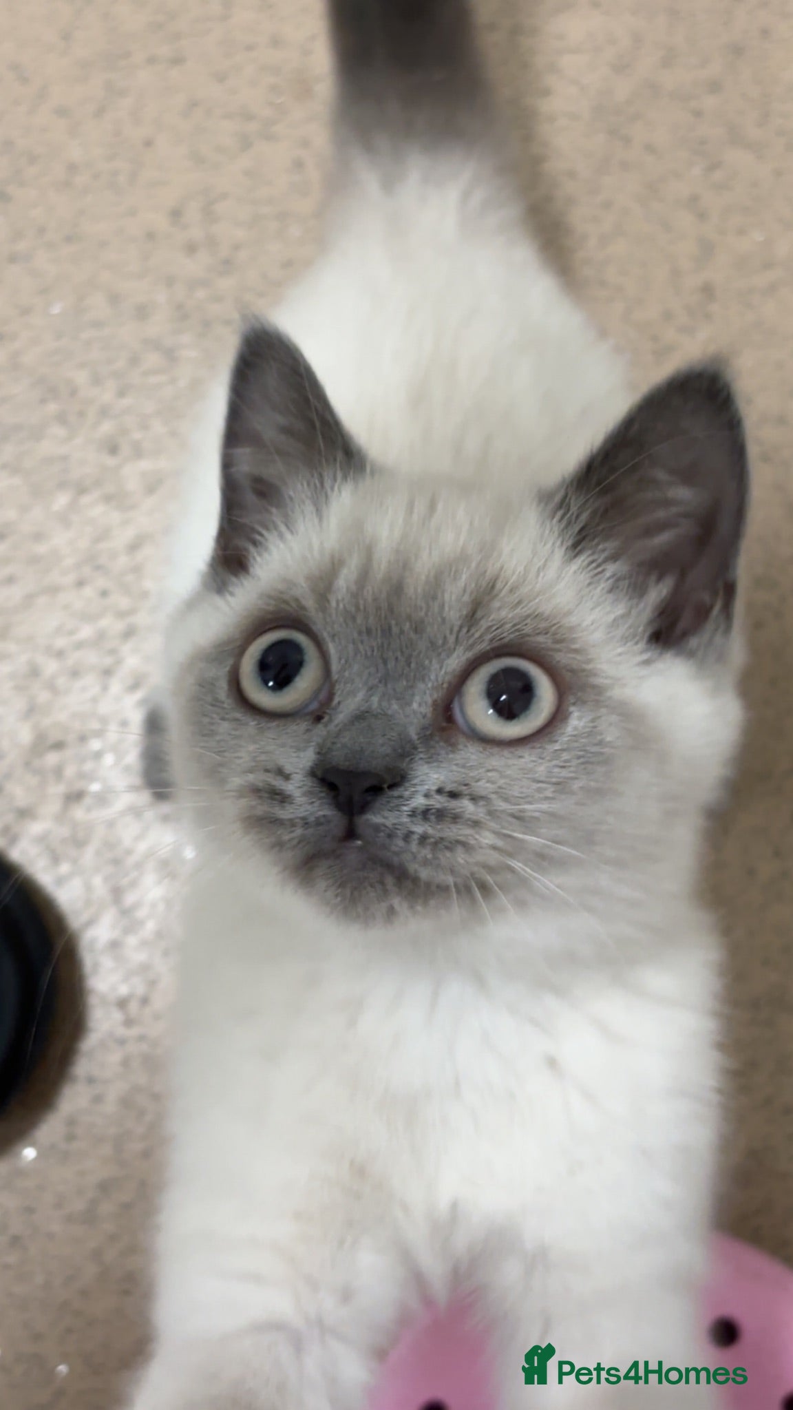 British Shorthair cats Male pedigree British shorthair £350 - Advert 14