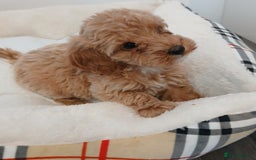 Cockapoo dogs for sale: Adorable F1B red cockapoo puppies  - Image 5