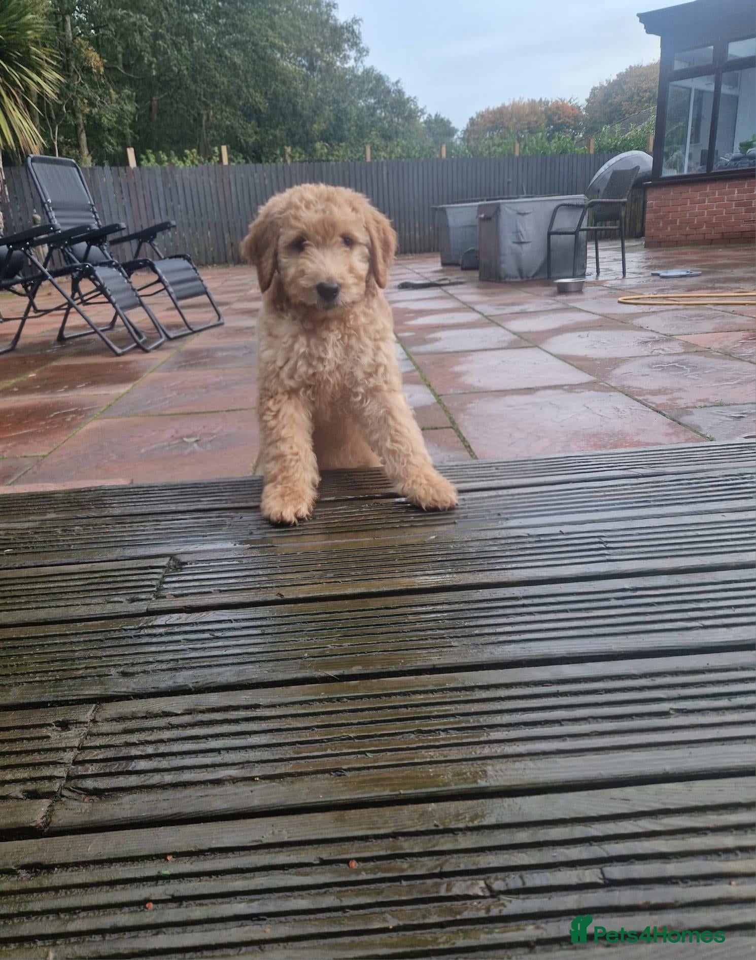 Goldendoodle dogs LAST ONE!! F2b Goldendoodle Boy Puppy  READY NOW - Advert 21