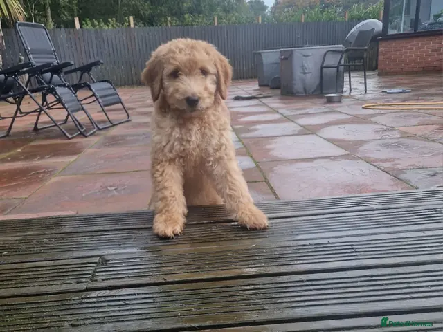 Goldendoodle dogs LAST ONE!! F2b Goldendoodle Boy Puppy READY NOW - Advert 21