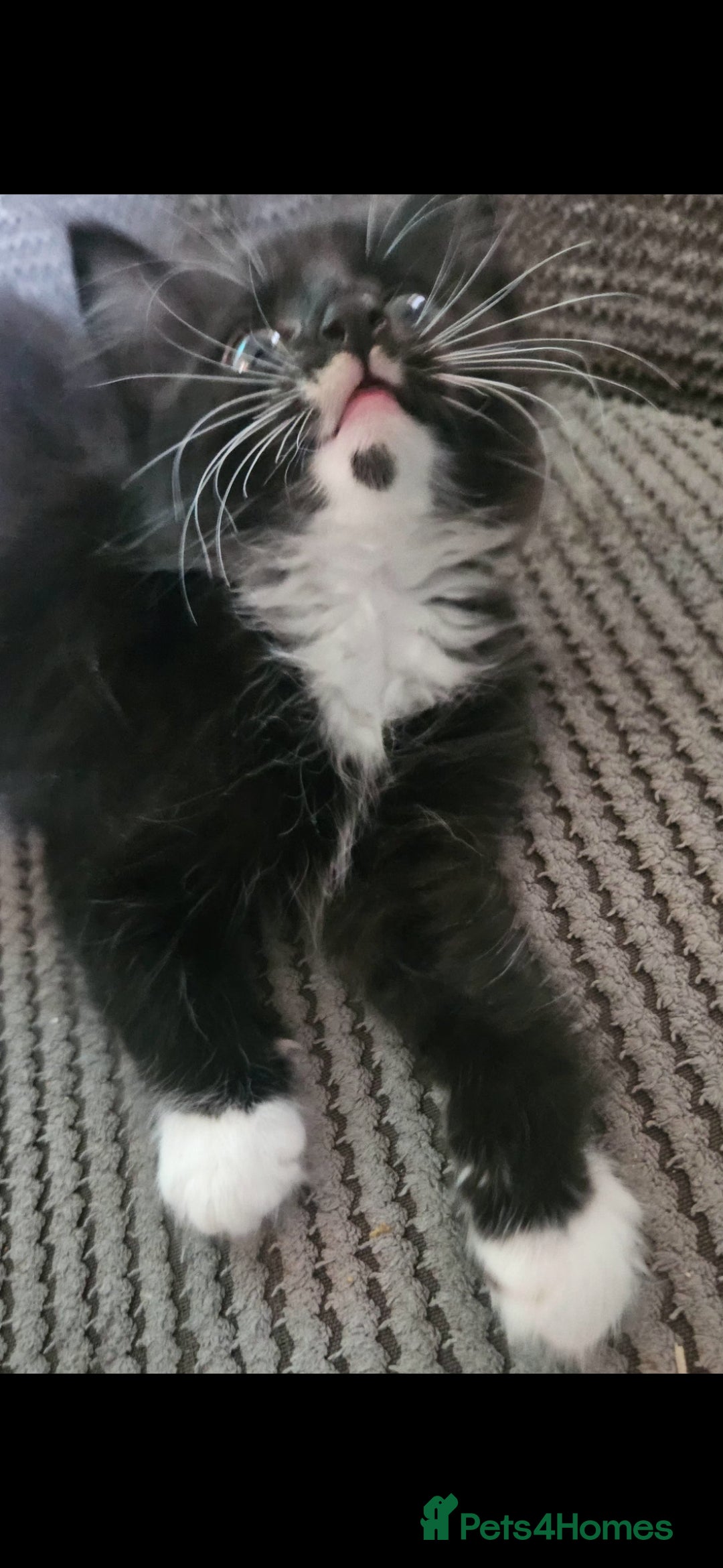 Mixed Breed cats for sale: Beautiful mixed breed kittens  - Advert 2