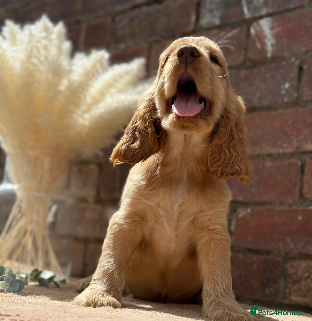 Cocker Spaniel dogs for sale: Show cocker spaniel in Bradford - Image 18
