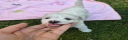 Bichon Frise dogs for sale: Bichon Frise 2 boys 3 girls - Advert 24