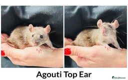 Rat rodents for sale: Well Handled Friendly Baby Top Ear Rats  - Image 3