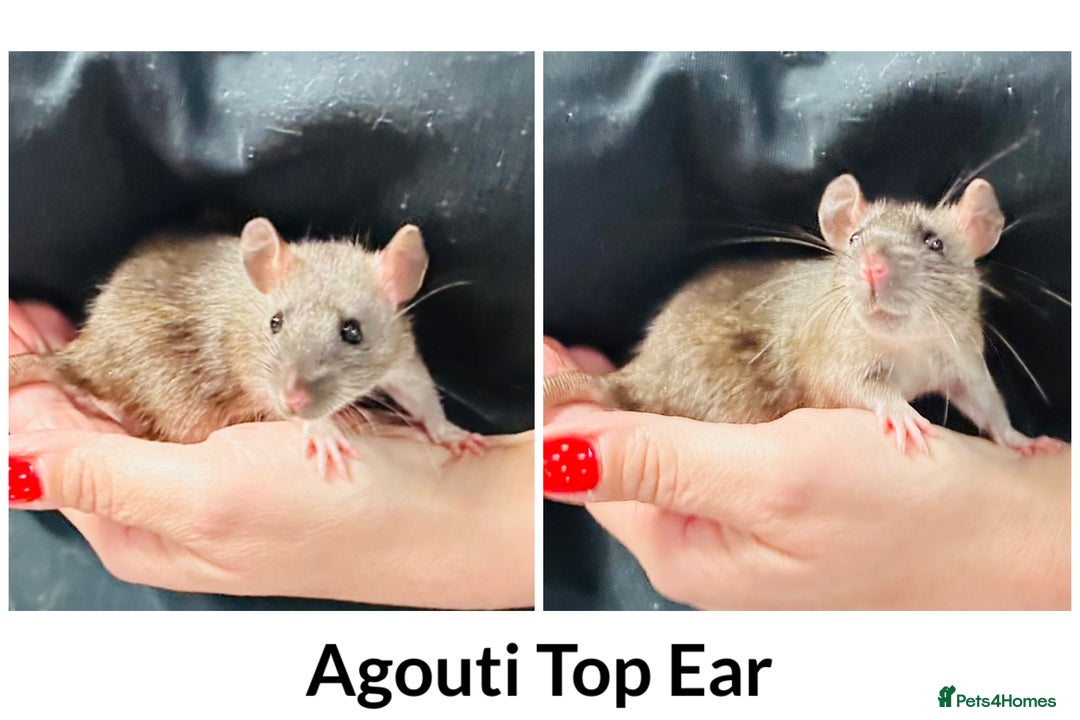 Rat rodents for sale: Well Handled Friendly Baby Top Ear Rats  - Image 3