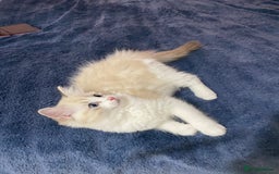 Ragdoll cats for sale: Seal Lynx Bi colour Female  - Image 1