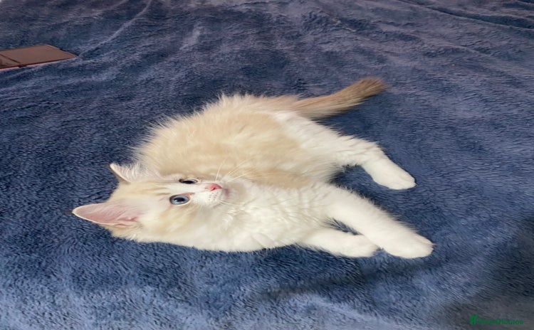 Ragdoll cats - Advert 8