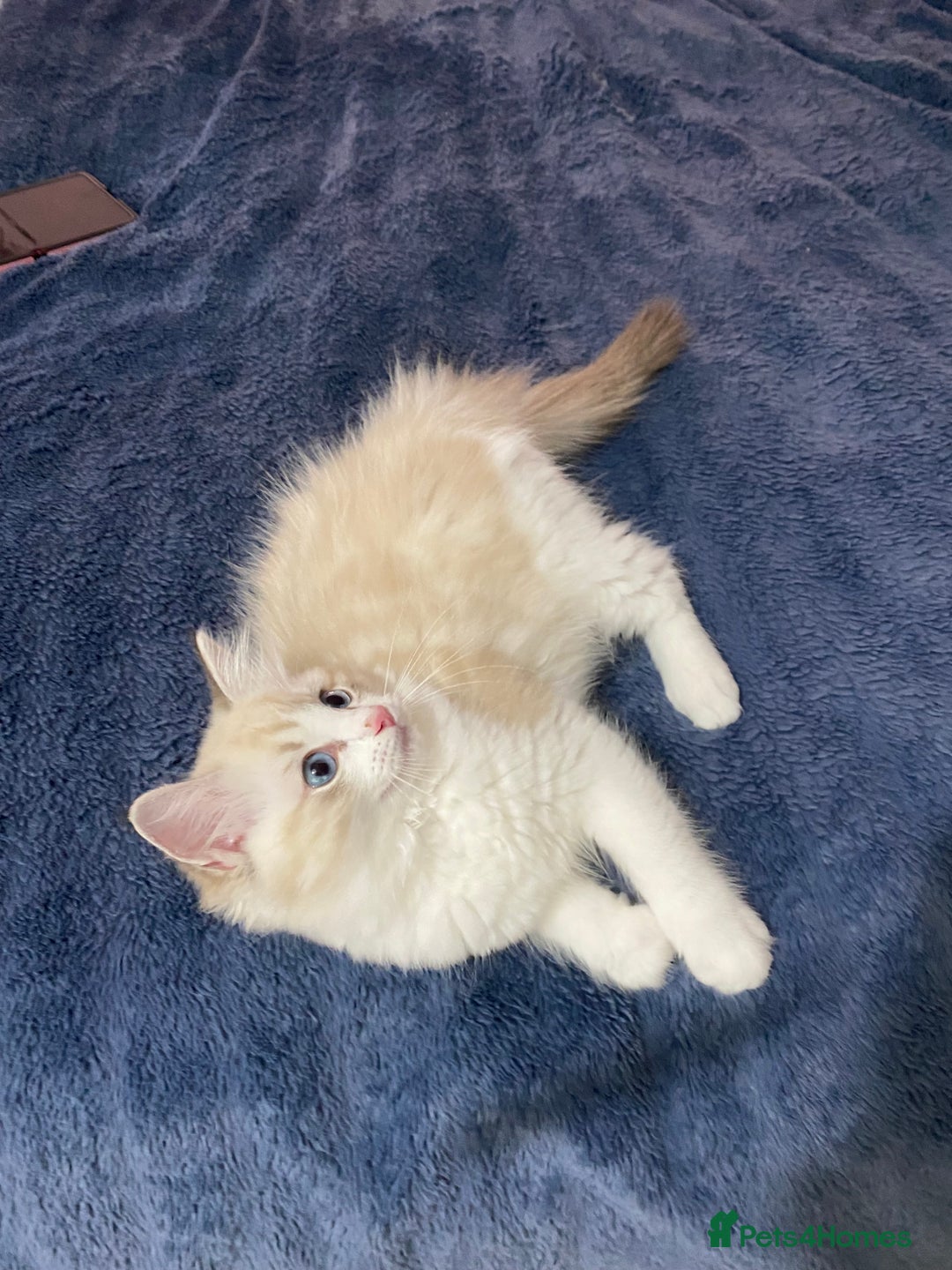 Ragdoll cats for sale: Seal Lynx Bi colour Female  - Image 1