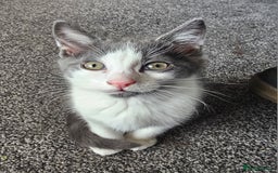 British Longhair cats for sale: Tabby mix kittens - Image 3