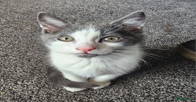 British Longhair cats - Advert 4