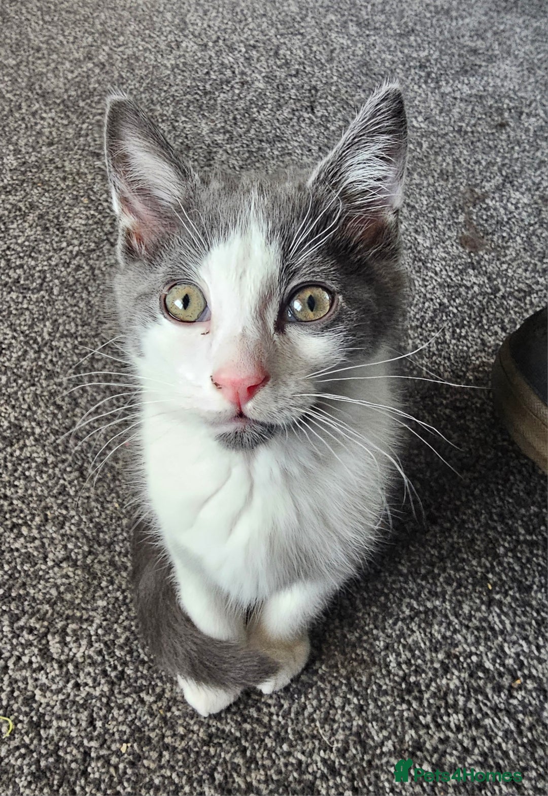 British Longhair cats for sale: Tabby mix kittens - Image 3