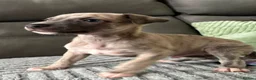 Whippet dogs for sale: The most precious! Kc wippets 🐶 boys & girls   - Advert 16