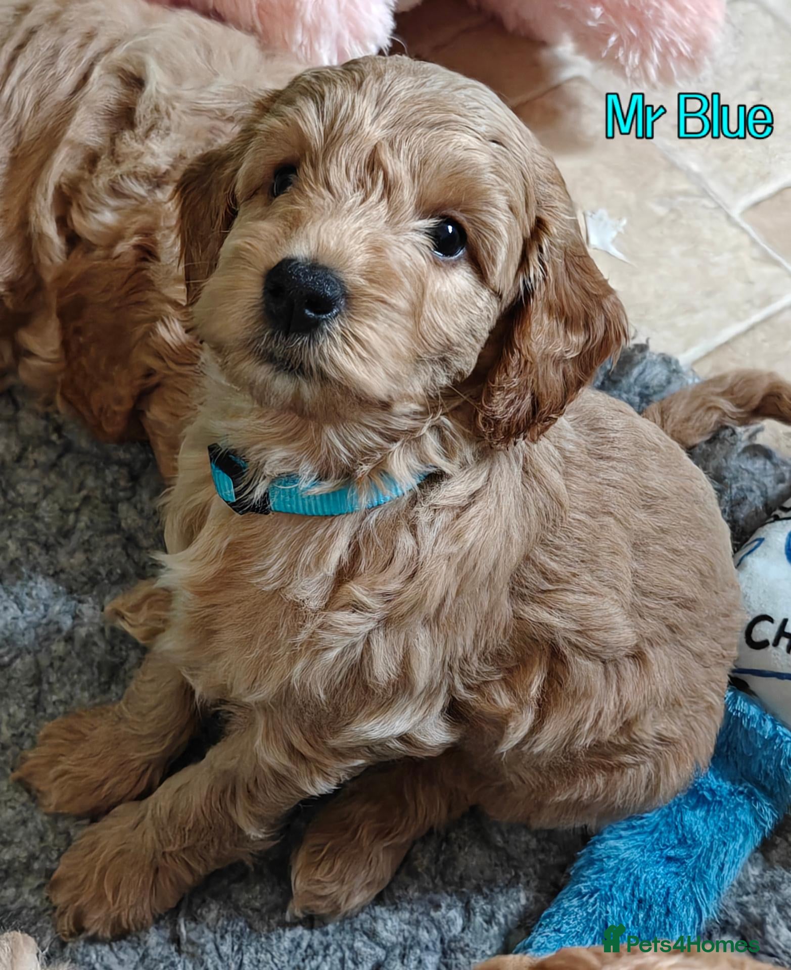 Cockapoo dogs Gorgeous F1B Cockapoo Puppies  - Advert 2