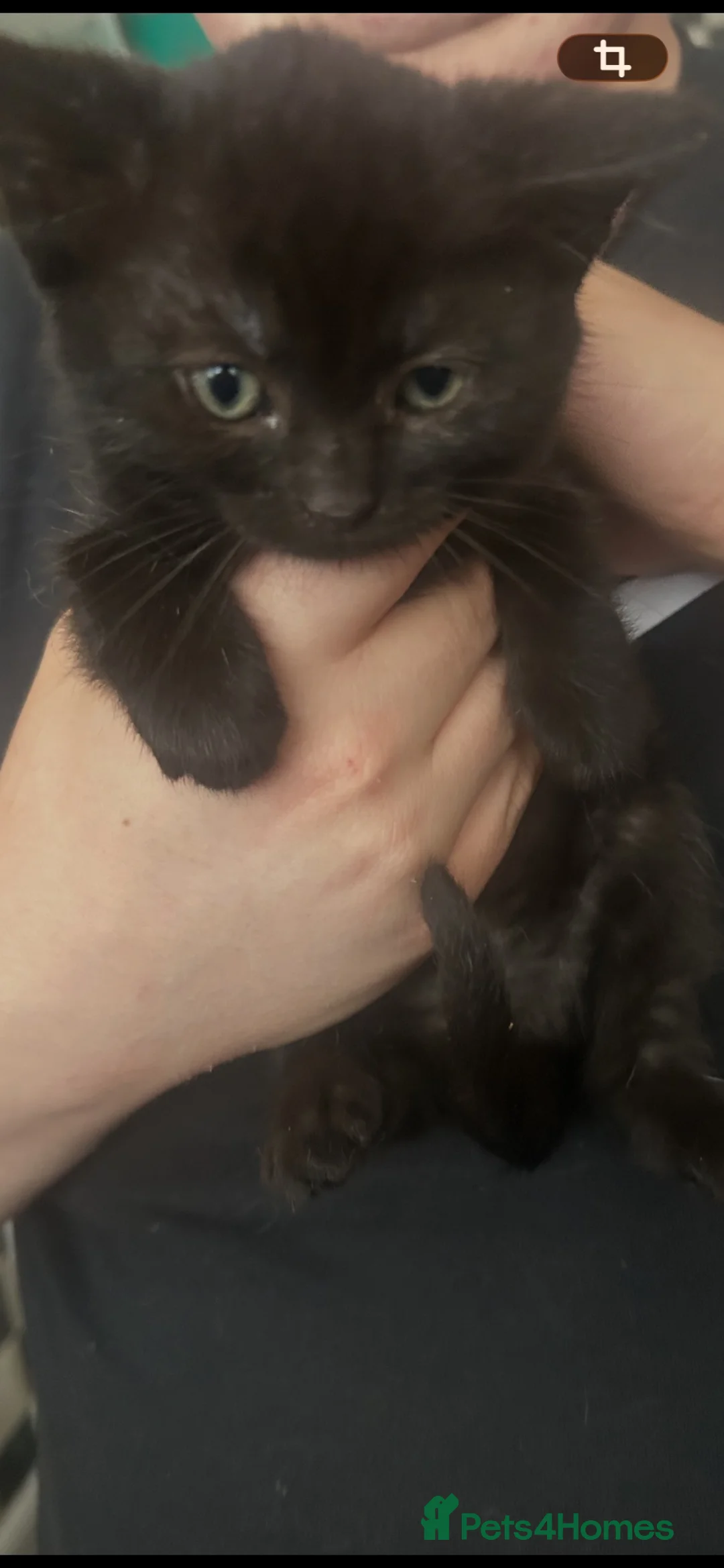 Mixed Breed cats for sale: Beautiful rescue kittens - Advert 4