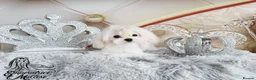 Maltese dogs for sale: Emperatrice Maltese-Korean Line Show Maltese KC Re - Advert 16