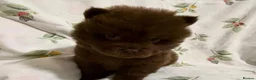 Chow Chow dogs for sale: Exceptional Chow Chow Puppies available in Bournemouth - Advert 4