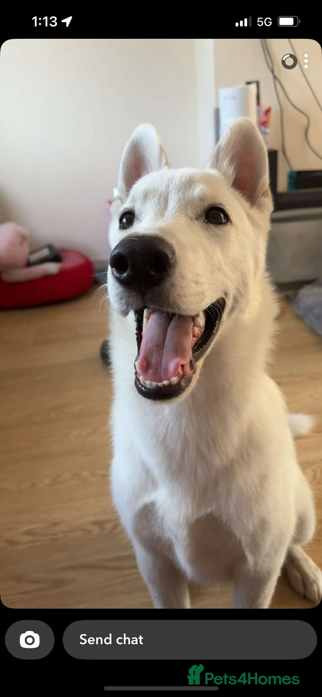 Mixed Breed dogs for sale: 1 year old Siberian Huskey cross Alaskan Malamute  - Advert 3