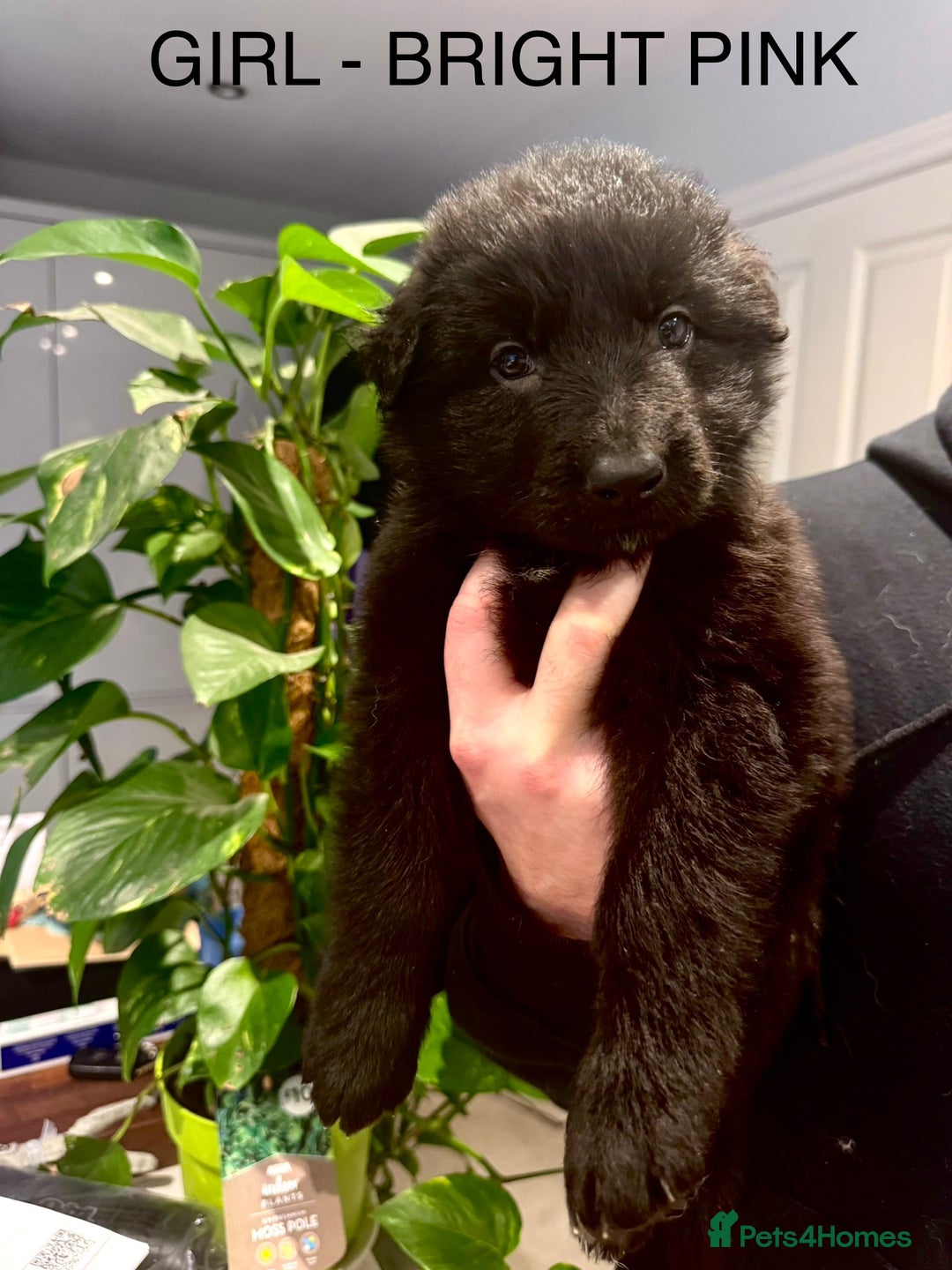 German Shepherd dogs for sale: Adorable German Shepherd Pups - Advert 18