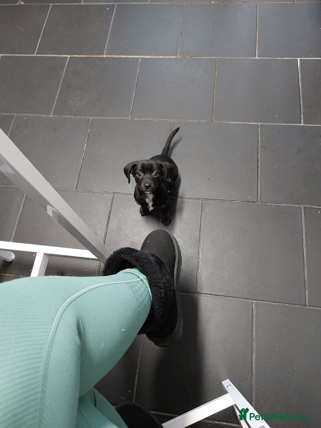 Chiweenie dogs for sale: Chihuahua cross dauchound  - Advert 1