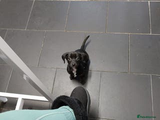 Chiweenie dogs Chihuahua cross dauchound - Advert 1