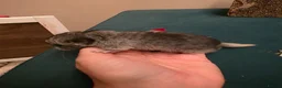 Chinchilla rodents for sale: Baby chinchillas!  - Advert 7