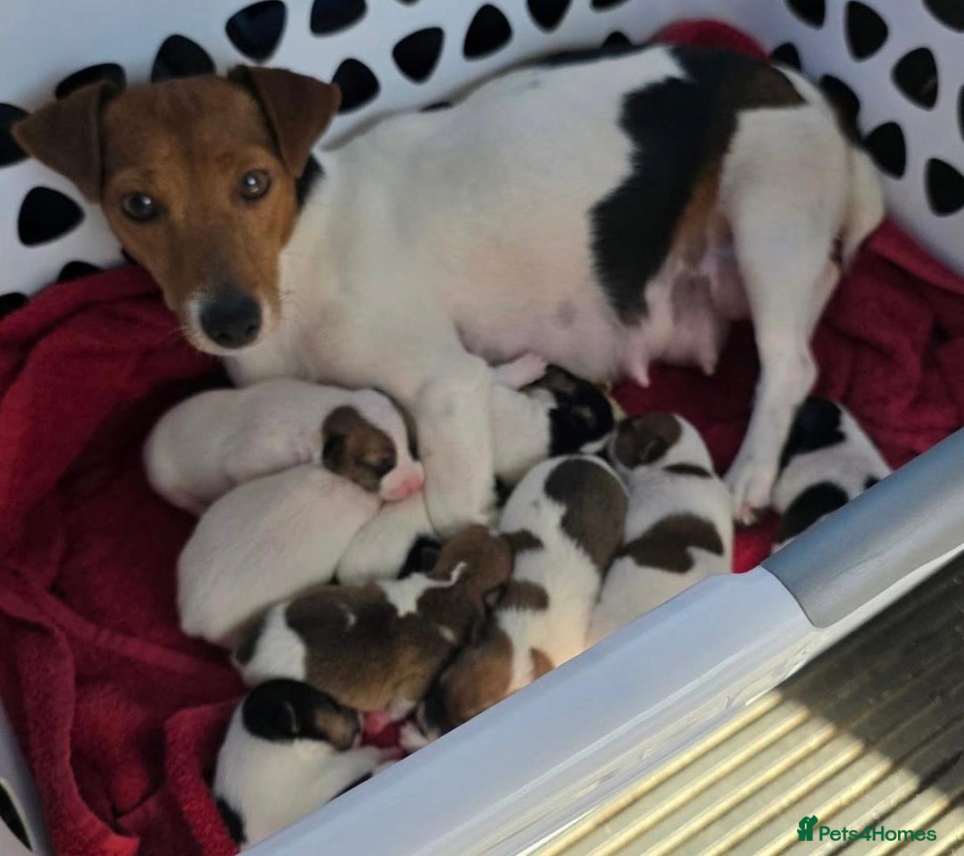 Jack Russell dogs for sale: Jack Russell puppies  - Advert 7