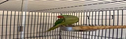 Parrots birds for sale: Very sweet Alexandrine female parrot in Watford - Advert 6
