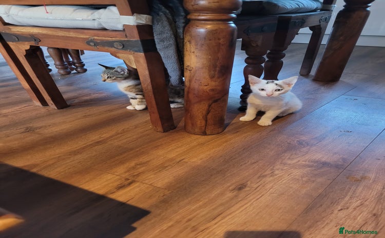 Mixed Breed cats - Advert 2