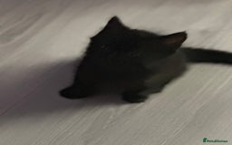 British Shorthair cats for sale: Ready for love - Image 19