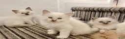 Ragdoll cats for sale: ⭐️Beautiful Ragdoll Kittens 8 weeks⭐️ - Advert 11