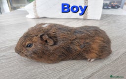 Guinea Pig rodents for sale: Guinea pigs £25 each  - Image 6