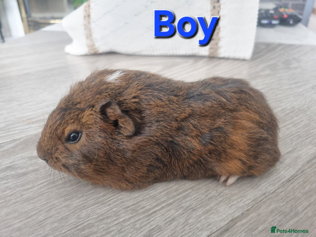 Guinea Pig rodents for sale: Guinea pigs £25 each  - Image 6