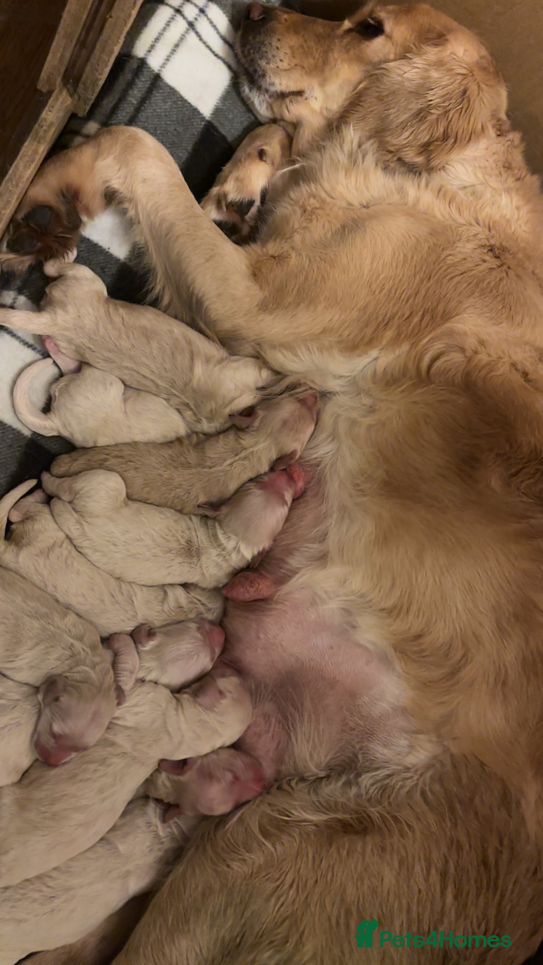 Mini Goldendoodle dogs for sale: 10 beautiful Miniature F1 GoldenDoodle puppies - Advert 30