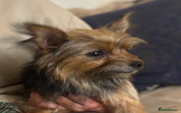 Yorkshire Terrier dogs for sale: ♥️ 2 Yorkshire Terrier girls ♥️  - Image 12