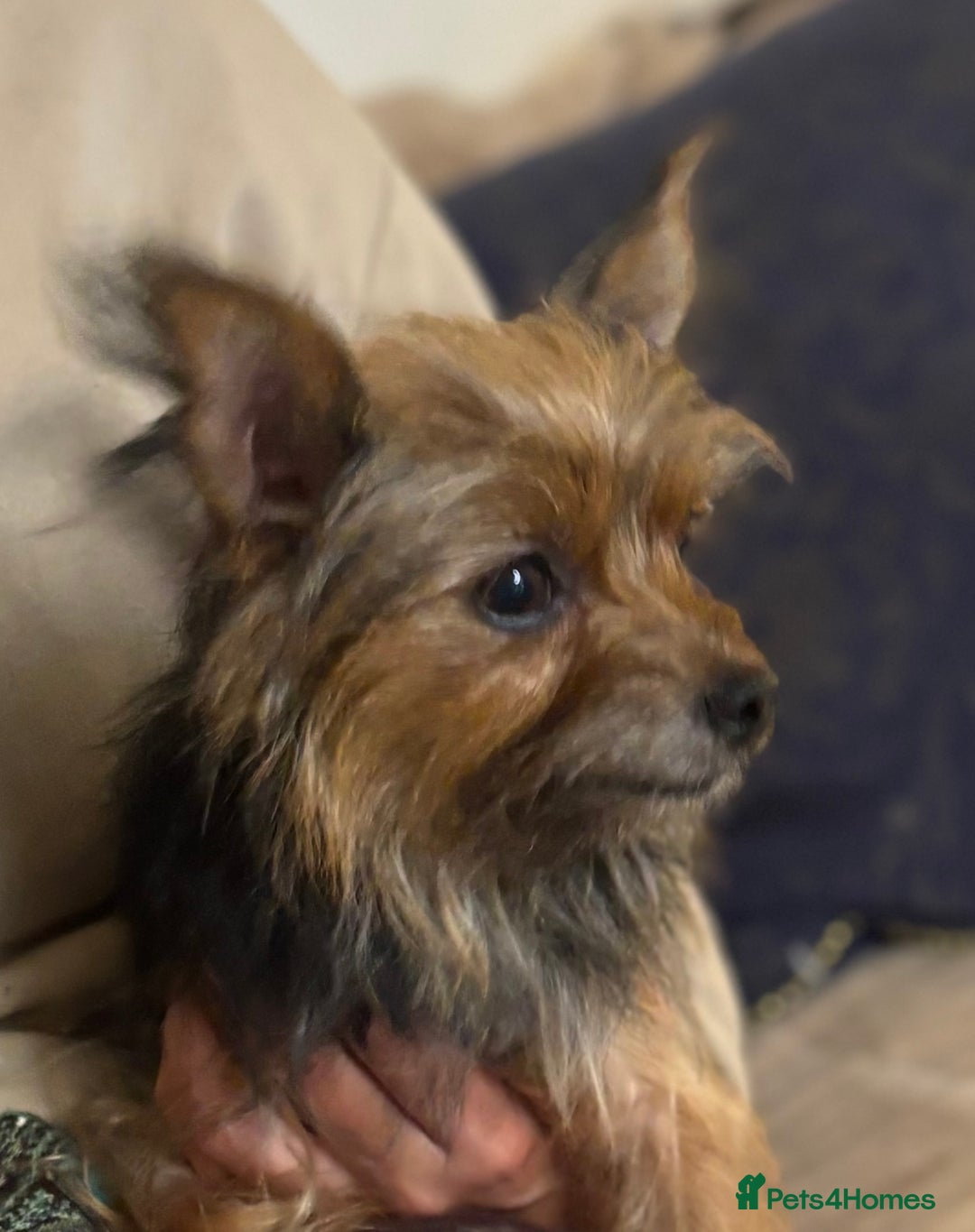 Yorkshire Terrier dogs for sale: ♥️ 2 Yorkshire Terrier girls ♥️  - Image 12