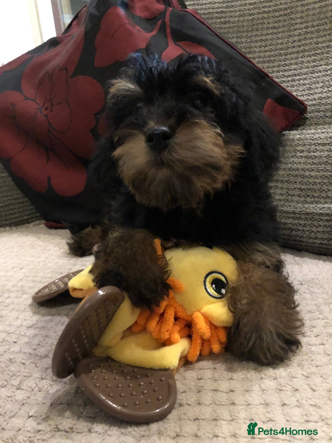 Mixed Breed dogs for sale: shihtzu cross puppies for sale - Advert 5