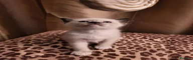 Siamese Kitten 1