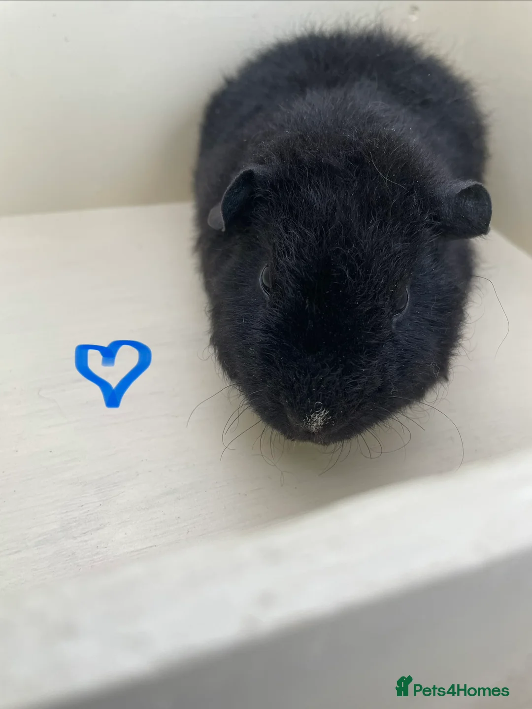 Guinea Pig rodents for sale: Pure bred baby Teddy Guinea Pigs - Advert 2