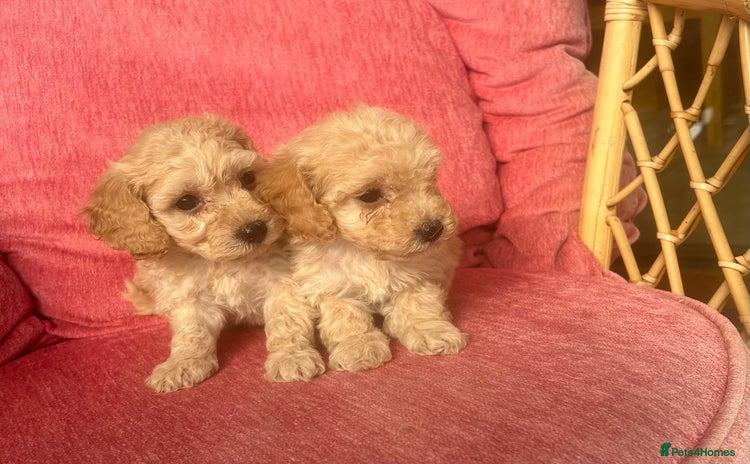 Poochon dogs - Advert 1