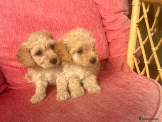 Poochon dogs - Advert 1