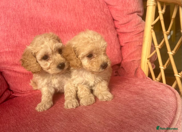 Poochon dogs - Advert 4