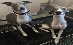 Whippet dogs for sale: Blue Whippet Puppies for Sale - Advert 12