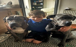 Mixed Breed dogs for sale: Maeve! 3 year old Mastiff - Image 1