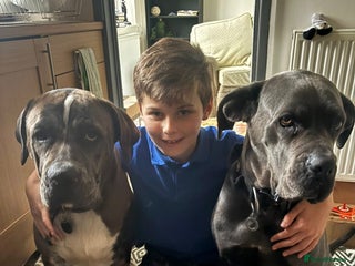 Mixed Breed dogs - Advert 5