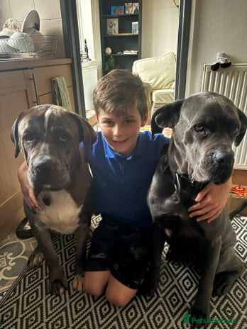 Mixed Breed dogs - Advert 1