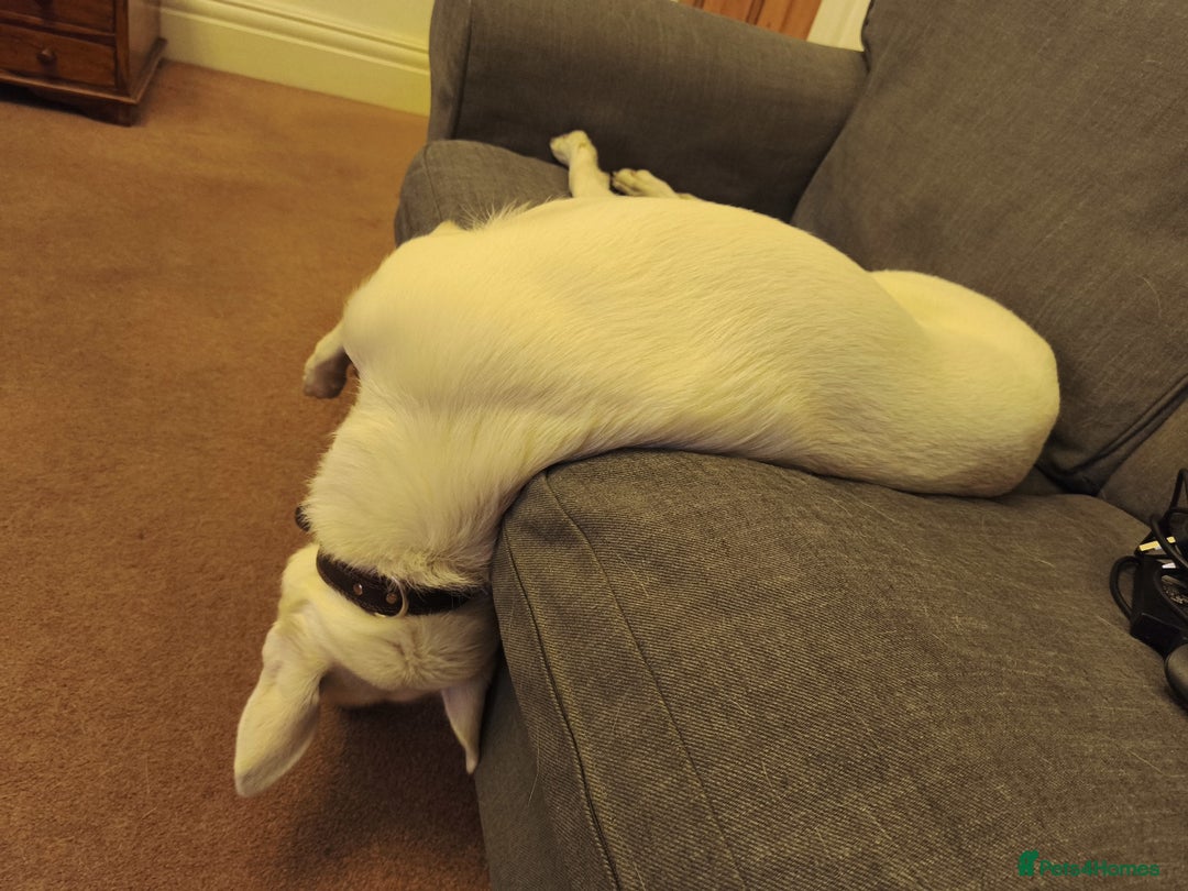 Mixed Breed dogs for sale: Young female Labrador cross for adoption  - Image 6