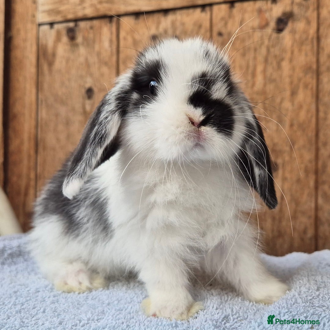 Mini Lop rabbits for sale: Mini lop babys ready now  - Image 6