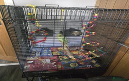 Parrots birds for sale: Indian ringneck - Image 3