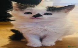 British Longhair cats for sale: Cute long haired kittens  - Image 6