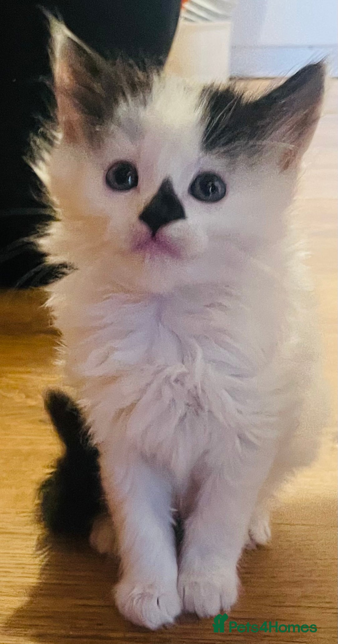 British Longhair cats for sale: Cute long haired kittens  - Image 6